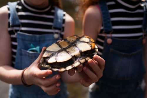 Close up of hands holding a turtle - Australian Stock Image