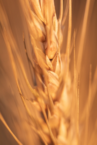 Close up of head of golden wheat stalk - Australian Stock Image