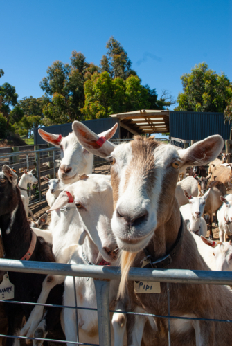 Close up of herd of goats - Australian Stock Image