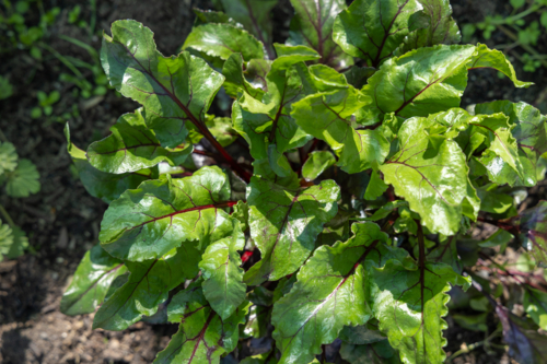 Close-up of home grown beetroot plant leaves in garden vegetable patch - Australian Stock Image