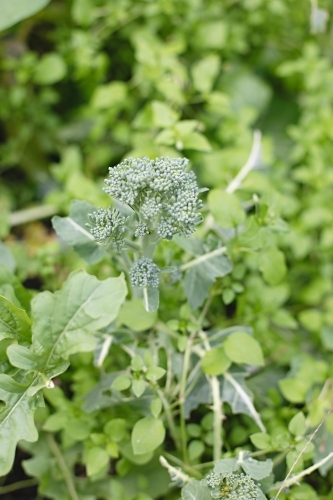 Close up of homegrown broccoli in garden bed - Australian Stock Image