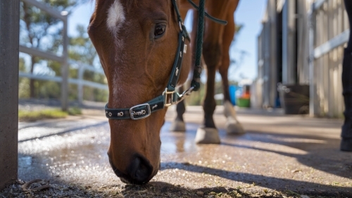 Close up of horse sniffing ground