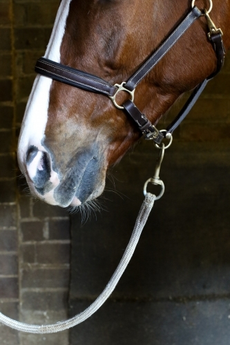 Close up of horses mouth, reins and halter - Australian Stock Image
