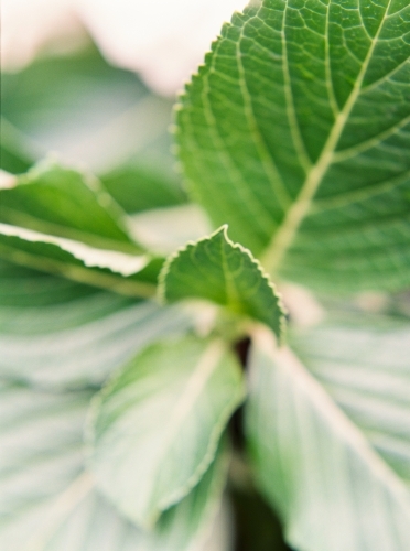 Close up of hydrangea plant