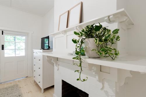 Close up of indoor pot plant in bedroom on a fireplace ledge - Australian Stock Image