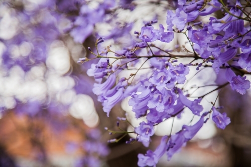 Close up of jacaranda flowers with bokeh background - Australian Stock Image
