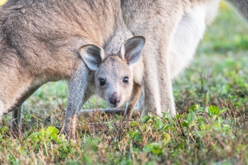 Close up of joey’s head while in it’s mother’s pouch looking at the camera. - Australian Stock Image