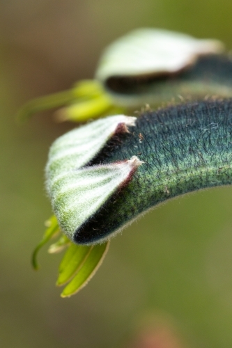 close up of kangaroo paw flower