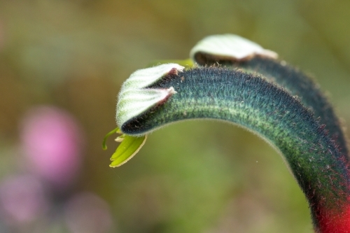 close up of kangaroo paw flower side on - Australian Stock Image