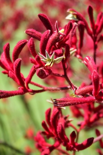 Close up of kangaroo paw in flower - Australian Stock Image