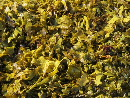 Close up of kelp stranded on the beach in light