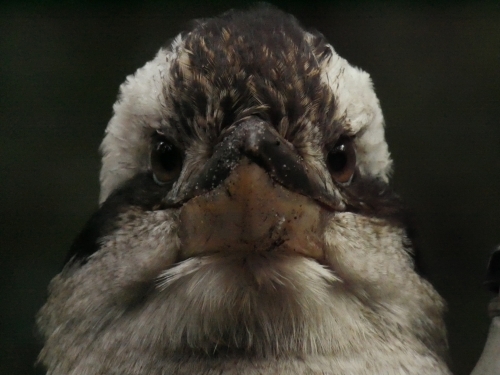 Close-up of kookaburra head with dark background - Australian Stock Image