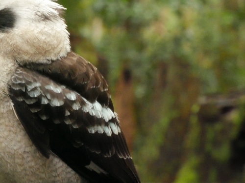 Close-up of kookaburra wing with blue feathers - Australian Stock Image