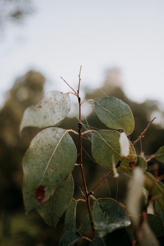Close up of leaves - Australian Stock Image