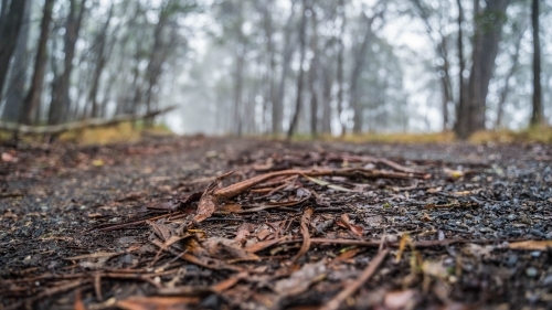 Close up of leaves on dirt track - Australian Stock Image