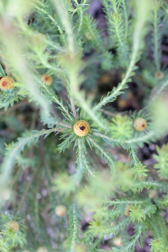 Close up of leucadendron cone