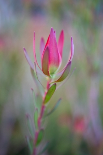 Close-up of leucadendron plant - Australian Stock Image