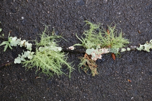 Close up of lichen growing on a branch - Australian Stock Image