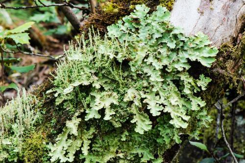 Close up of lichens on a tree trunk - Australian Stock Image