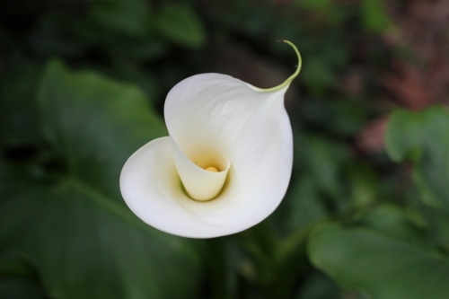 Close up of lily flower opening - Australian Stock Image