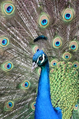 Close up of male peacock on display - Australian Stock Image