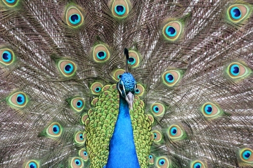 Close up of male peacock on display - Australian Stock Image