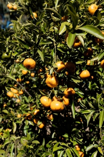 Close up of mandarin tree - Australian Stock Image