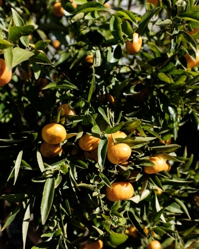 Close up of mandarin tree