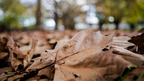 Close up of maple leaf - Australian Stock Image