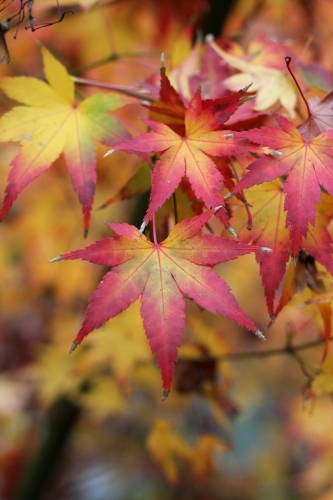 Close up of maple leaves in autumn - Australian Stock Image