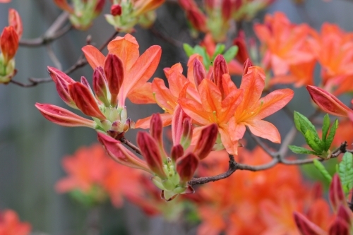 close up of mollis azalea shrub in flower - Australian Stock Image