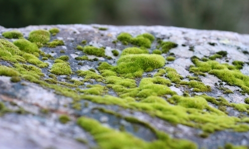 Close up of moss on rock - Australian Stock Image