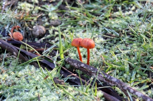 Close up of mushrooms and bark - Australian Stock Image
