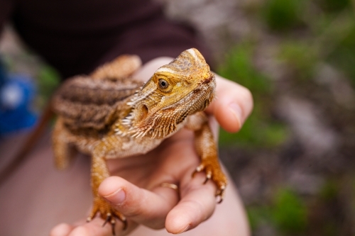close up of native aussie animal lizard on hand - Australian Stock Image
