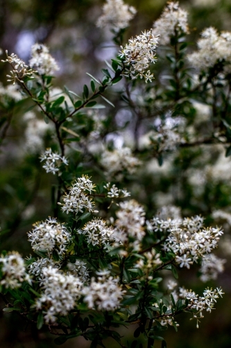 Close up of native shrubs in flower - Australian Stock Image