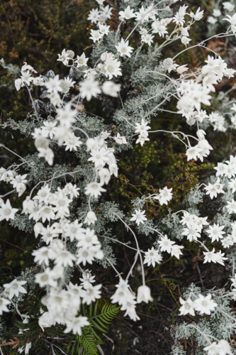 Close-up of native white flannel flowers - Australian Stock Image