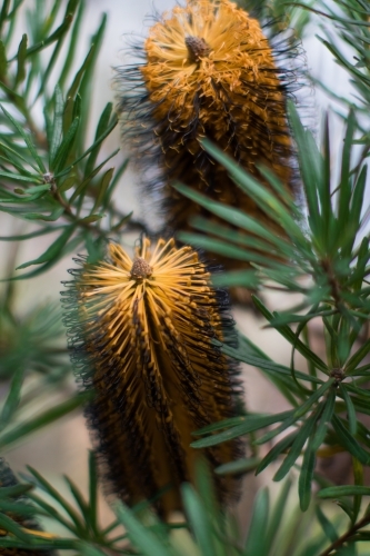Close up of native yellow banksia flowers - Australian Stock Image