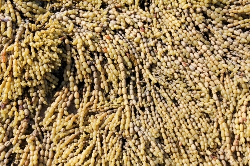 Close up of neptunes necklace seaweed - Australian Stock Image