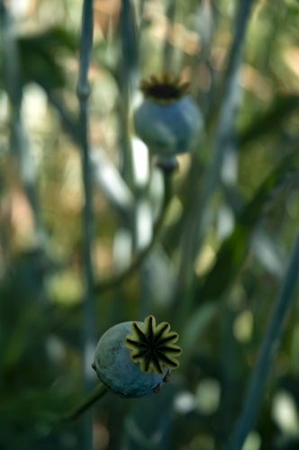 Close up of opium poppies - Australian Stock Image