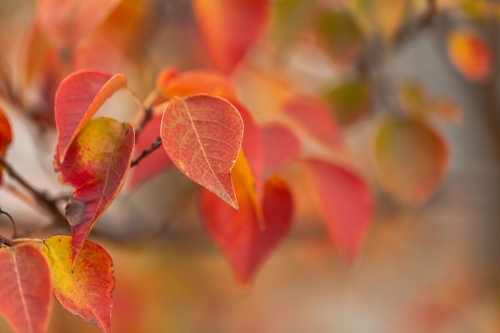 Close up of orange autumn leaves on tree