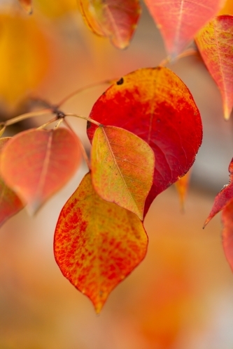 Close up of orange autumn leaves on tree