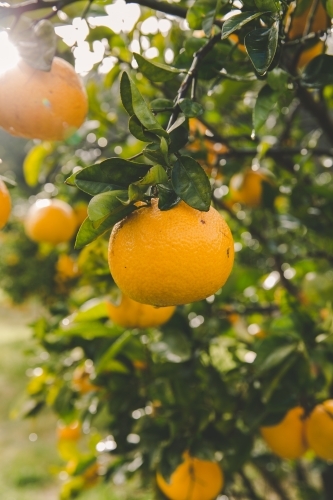 Close up of orange citrus on fruit trees, in beam of sunlight on rural farm