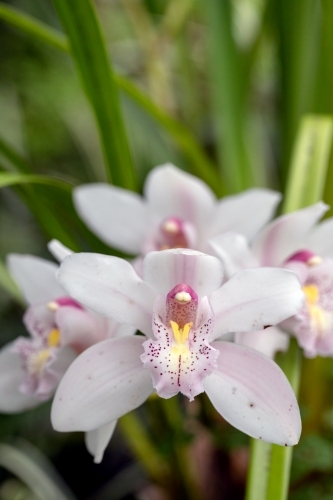 Close-up of orchid flowers - Australian Stock Image