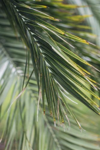Close up of palm tree frond - Australian Stock Image