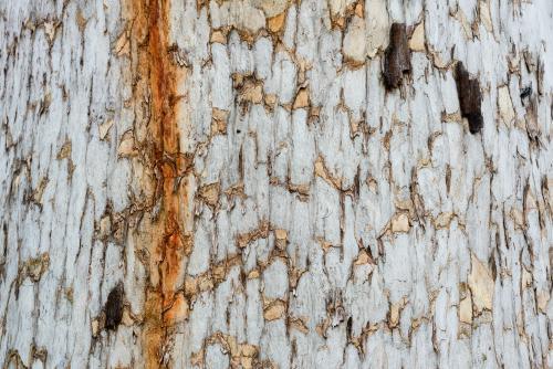 Close up of patterned tree trunk with dark orange sap running down. - Australian Stock Image
