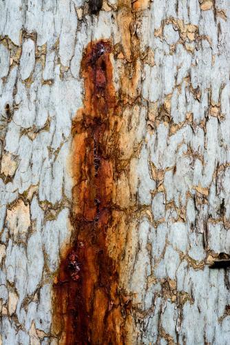 Close up of patterned tree trunk with dark orange sap running down