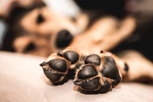 Close up of paws of a lying dog