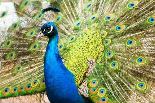 Close up of peacock displaying tail