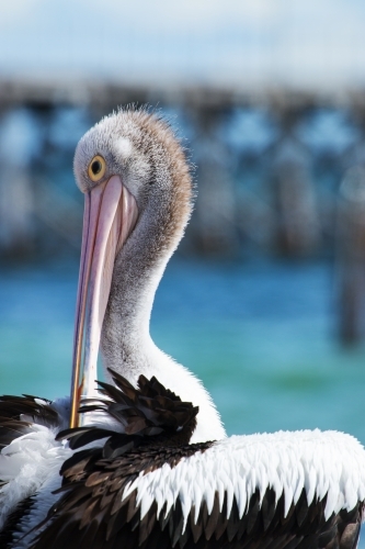 Close up of pelican grooming - Australian Stock Image