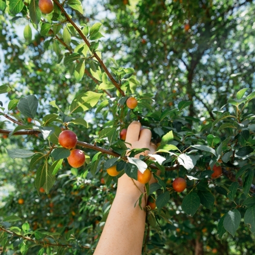 Close up of person hand picking fruit - Australian Stock Image